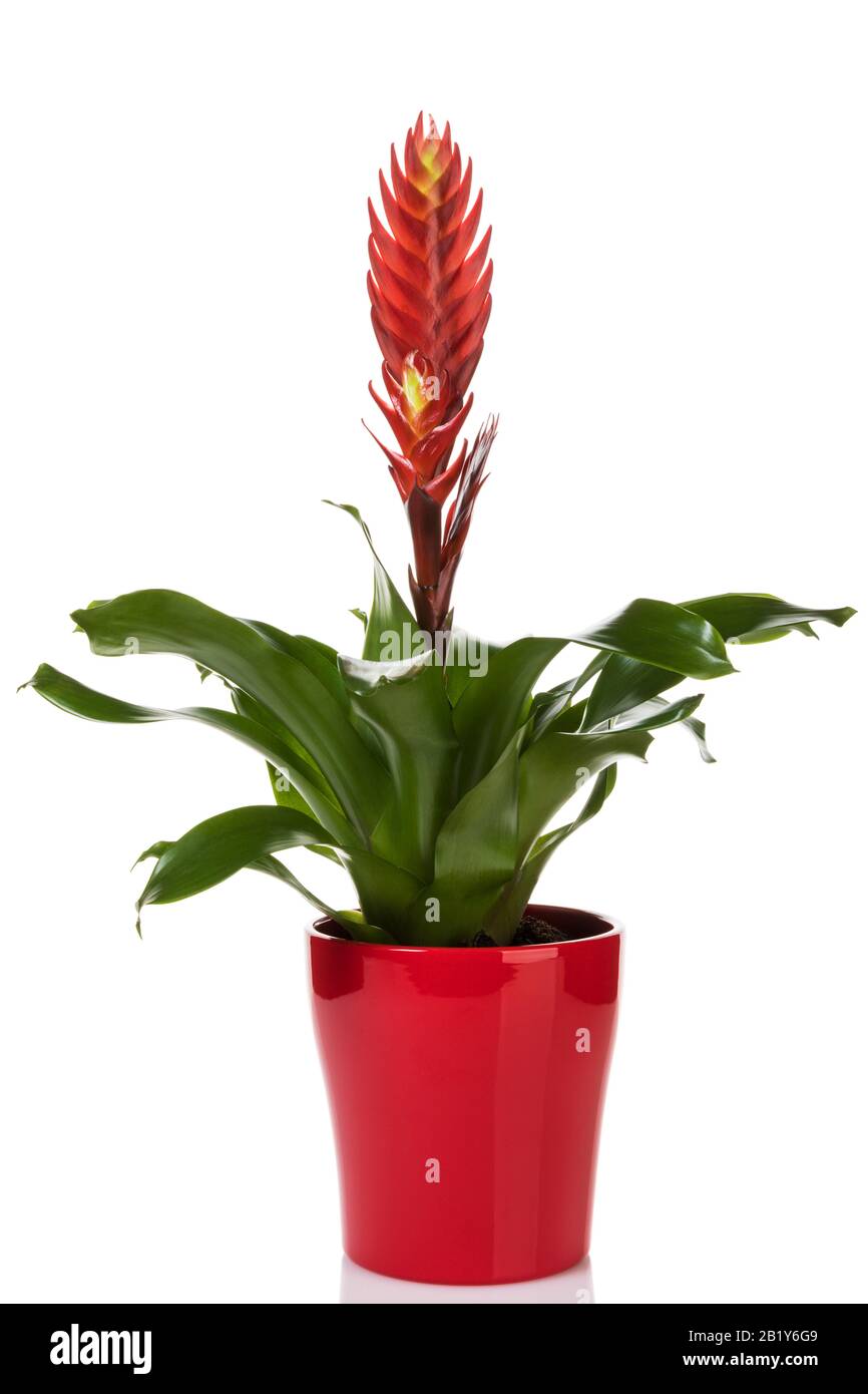 Red potted Vriesea bromeliad plant isolated on white background Stock Photo