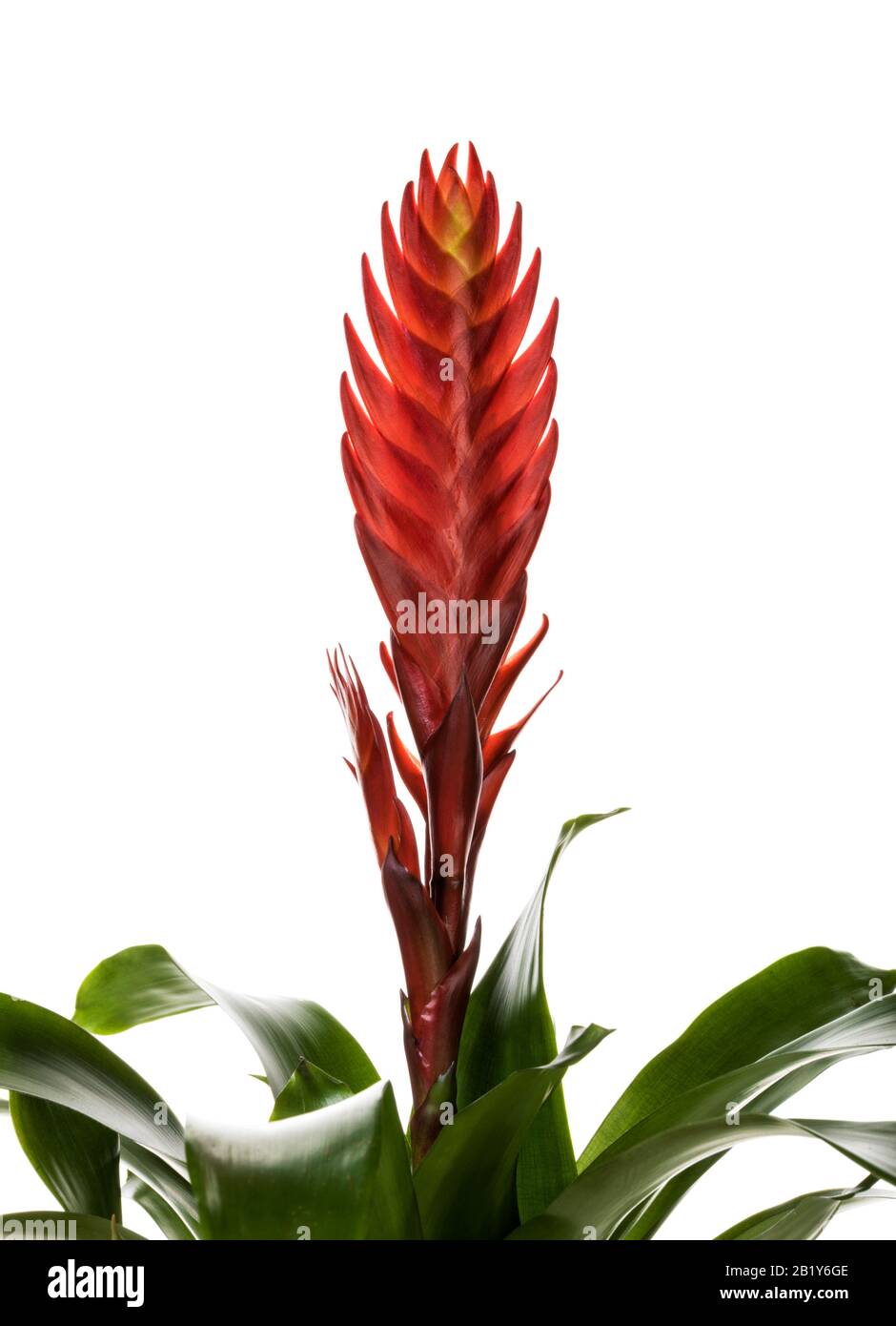 Closeup of red inflorescence of Vriesea Bromeliad flower isolated on ...