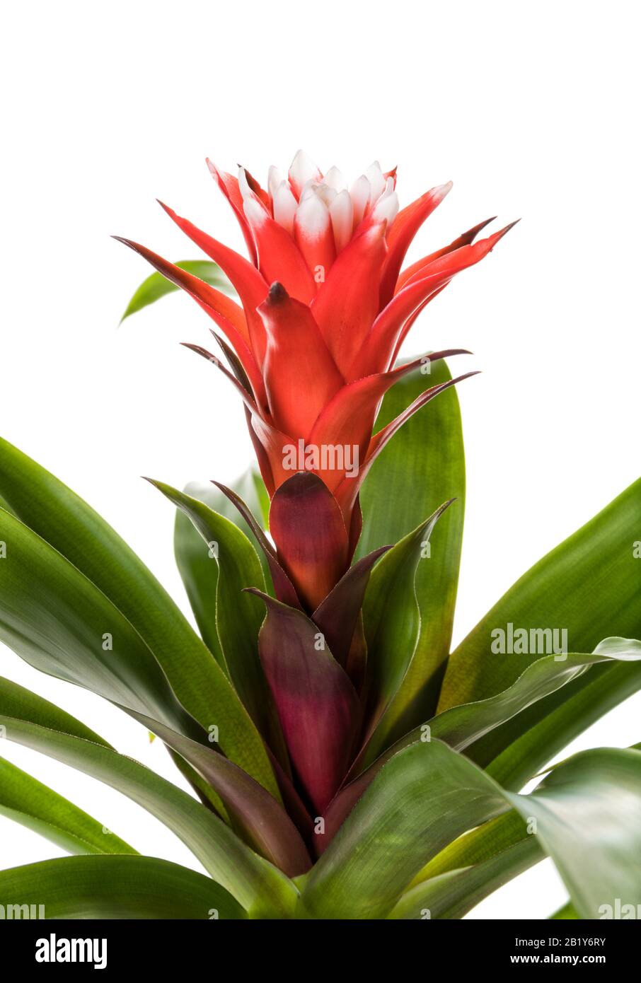 Red Guzmania Bromeliad inflorescence closeup isolated on white background Stock Photo