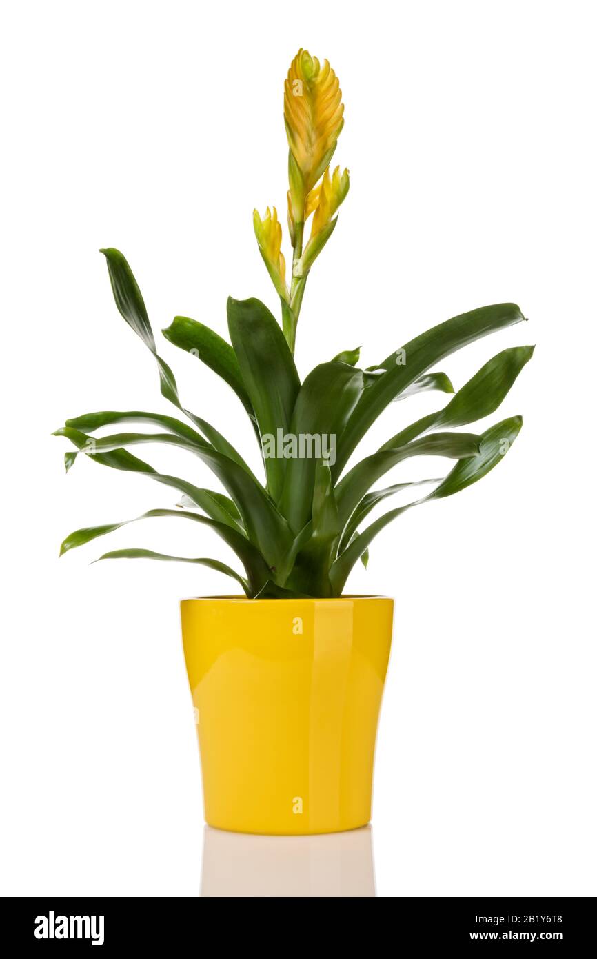 Yellow potted Vriesea bromeliad plant isolated on white background Stock Photo