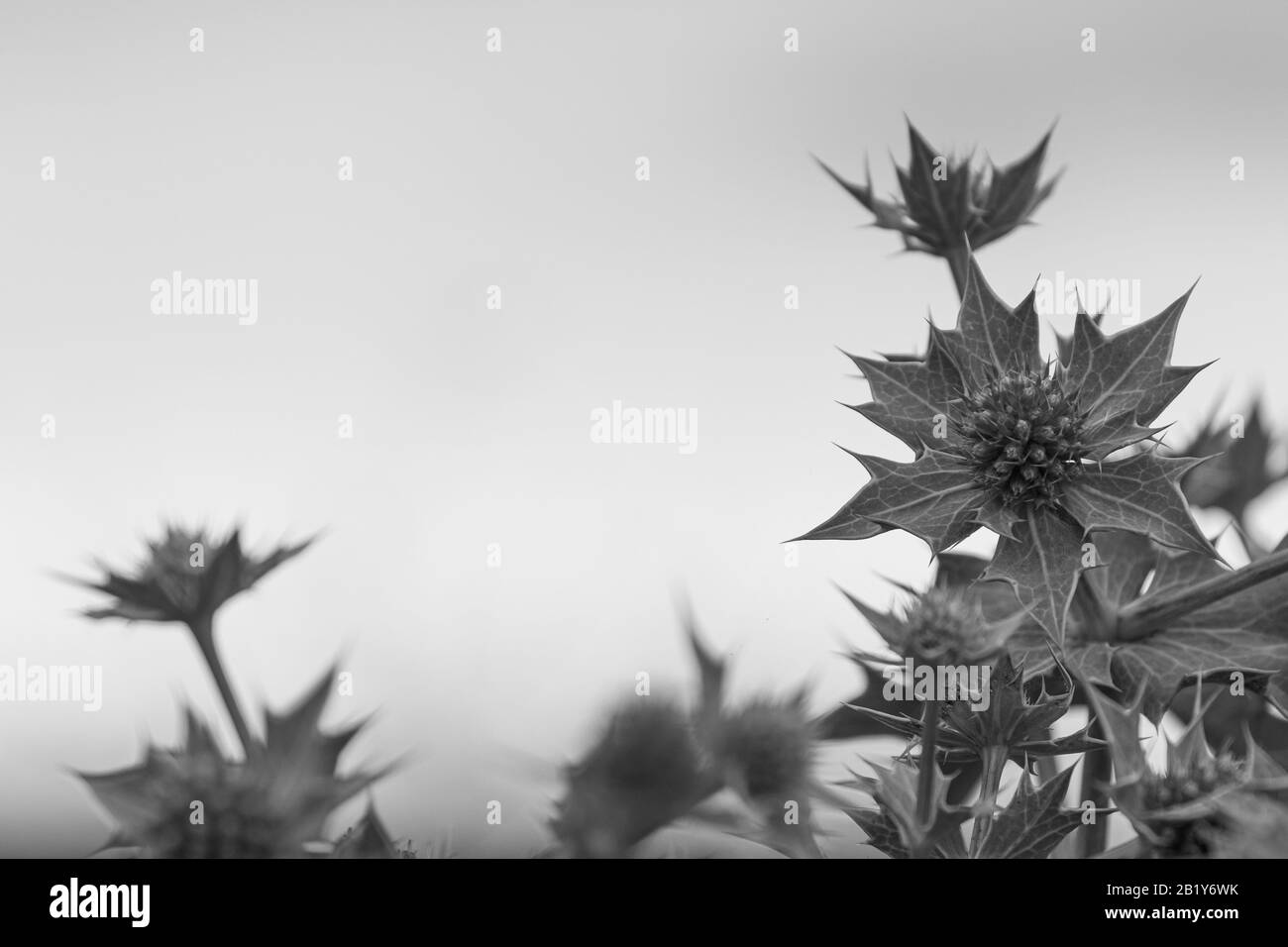 spiky sea holly leaves silhouetted against the sky in black and white Stock Photo
