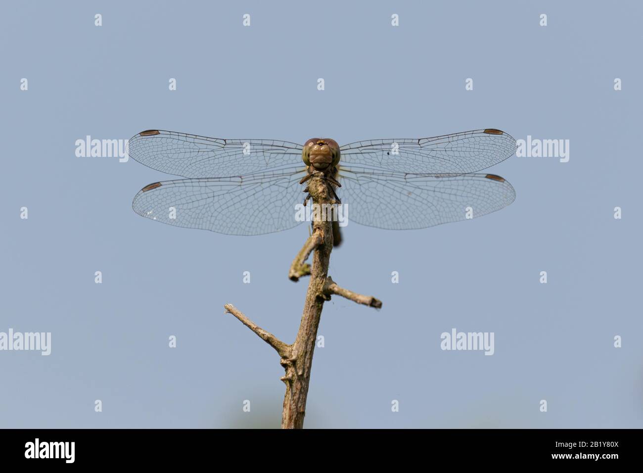 A close up view of a dragonfly perched on a twig Stock Photo