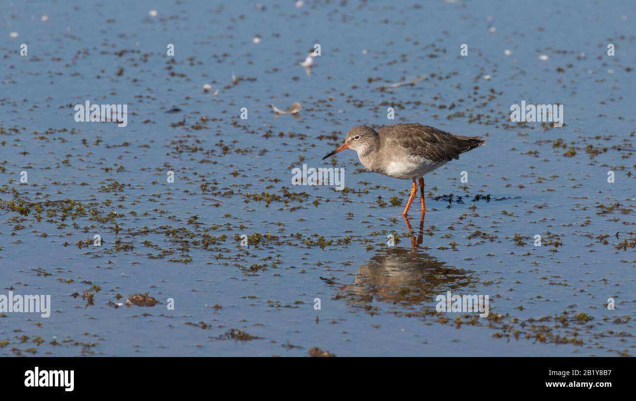 Sandpipers foraging in shallow water with a reflection in the surface Stock Photo