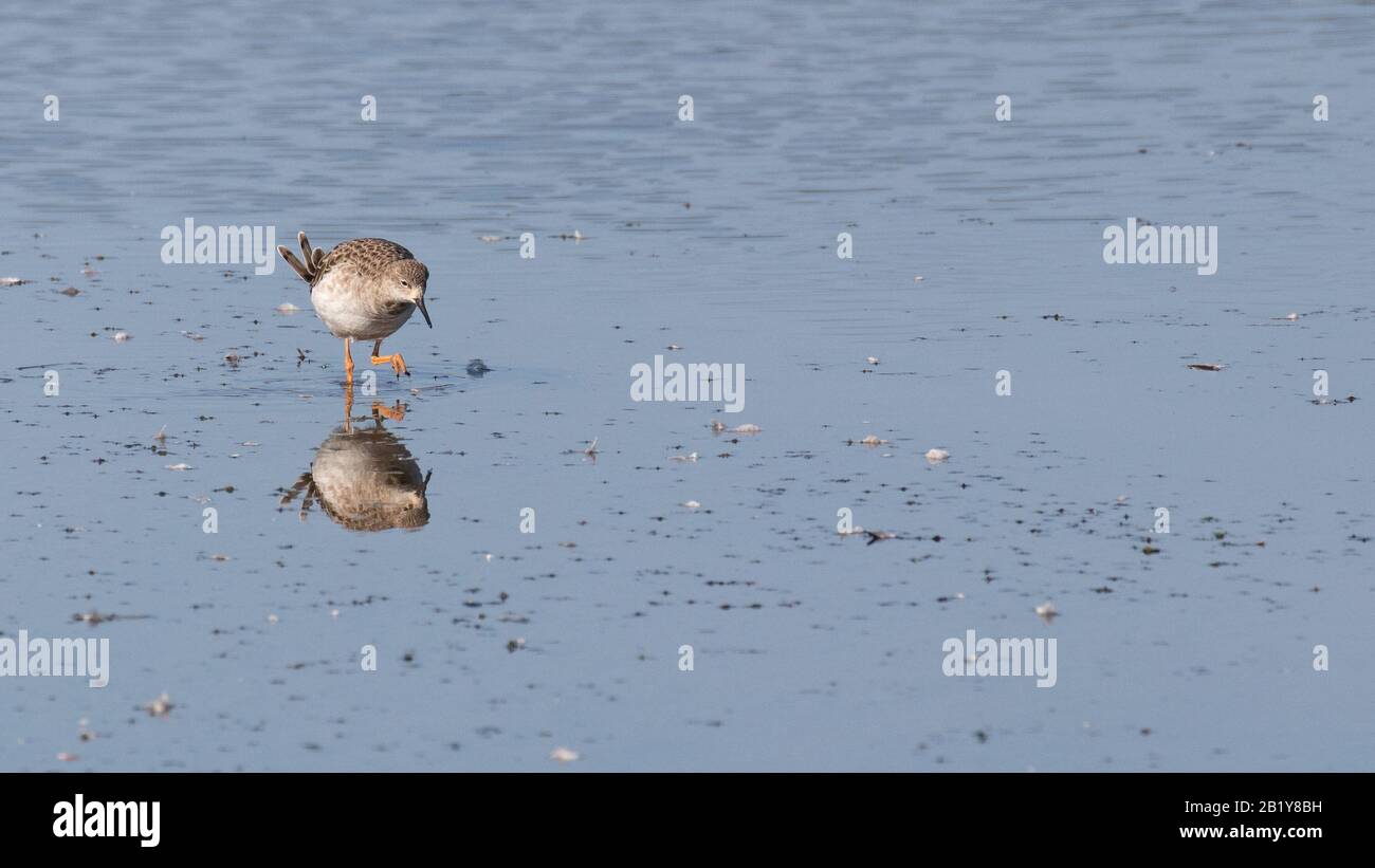 Sandpipers foraging in shallow water with a reflection in the surface Stock Photo