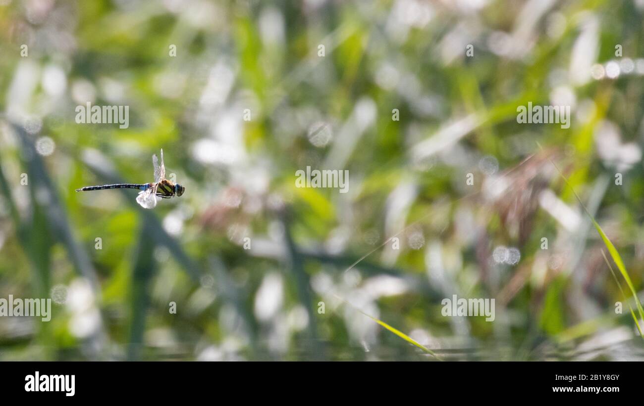 A delicate dragonfly in flight against a soft focus background of vegetation Stock Photo
