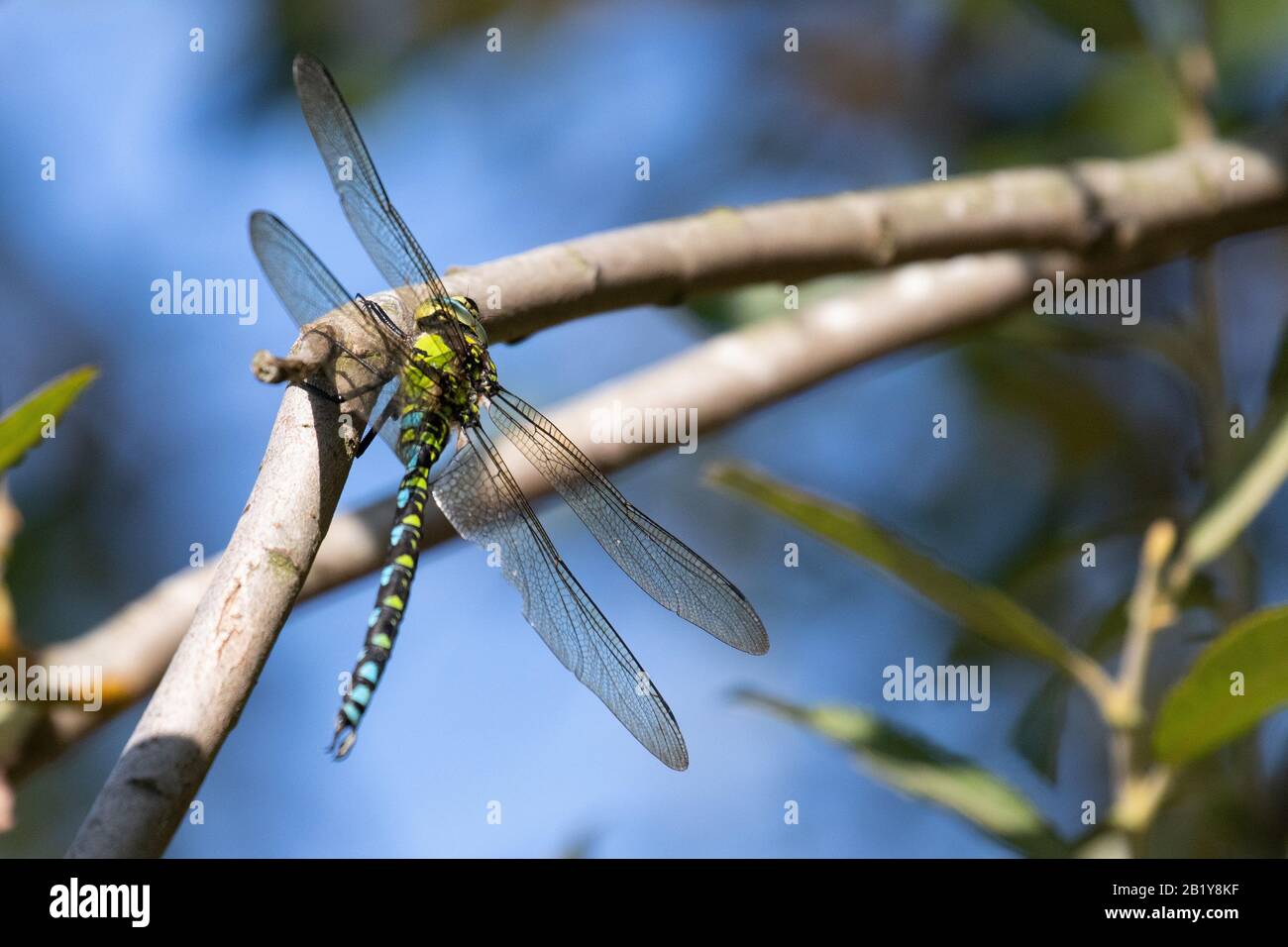 A beautiful dragonfly resting on a branch in the sunshine Stock Photo