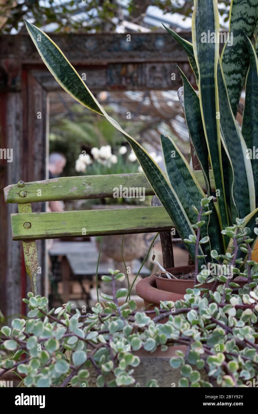Cafe inside the greenhouse at Petersham Nurseries in Richmond, west London. Stock Photo