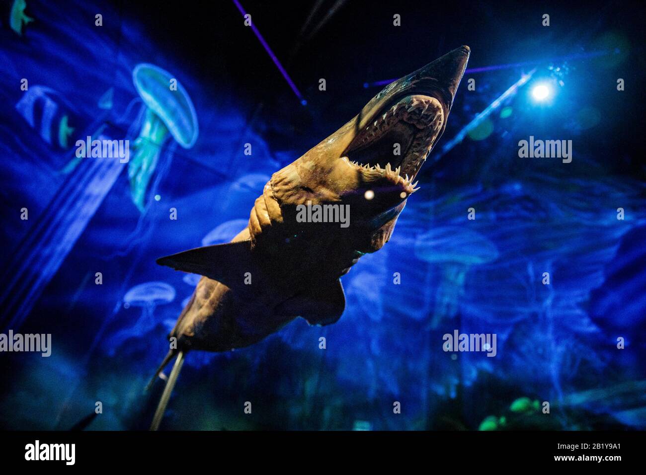 Berlin, Germany. 28th Feb, 2020. A shark exhibit is part of the special exhibition of body worlds from the Museum of Man in SEA LIFE. Visitors are shown insights into the anatomy of sea creatures by means of underwater world exhibits. Credit: Carsten Koall/dpa/Alamy Live News Stock Photo