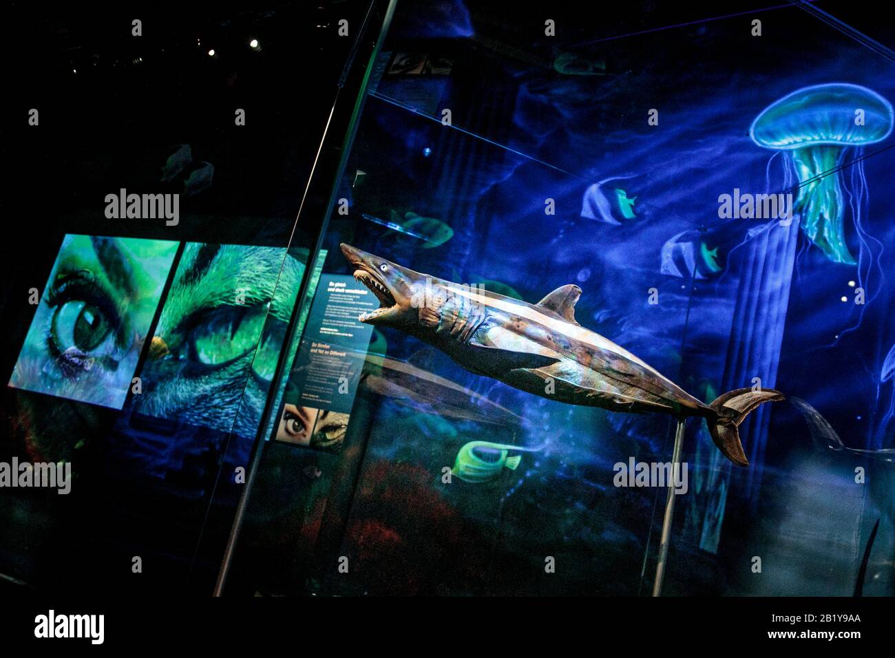 Berlin, Germany. 28th Feb, 2020. A shark exhibit is part of the special exhibition of body worlds from the Museum of Man in SEA LIFE. Visitors are shown insights into the anatomy of sea creatures by means of underwater world exhibits. Credit: Carsten Koall/dpa/Alamy Live News Stock Photo