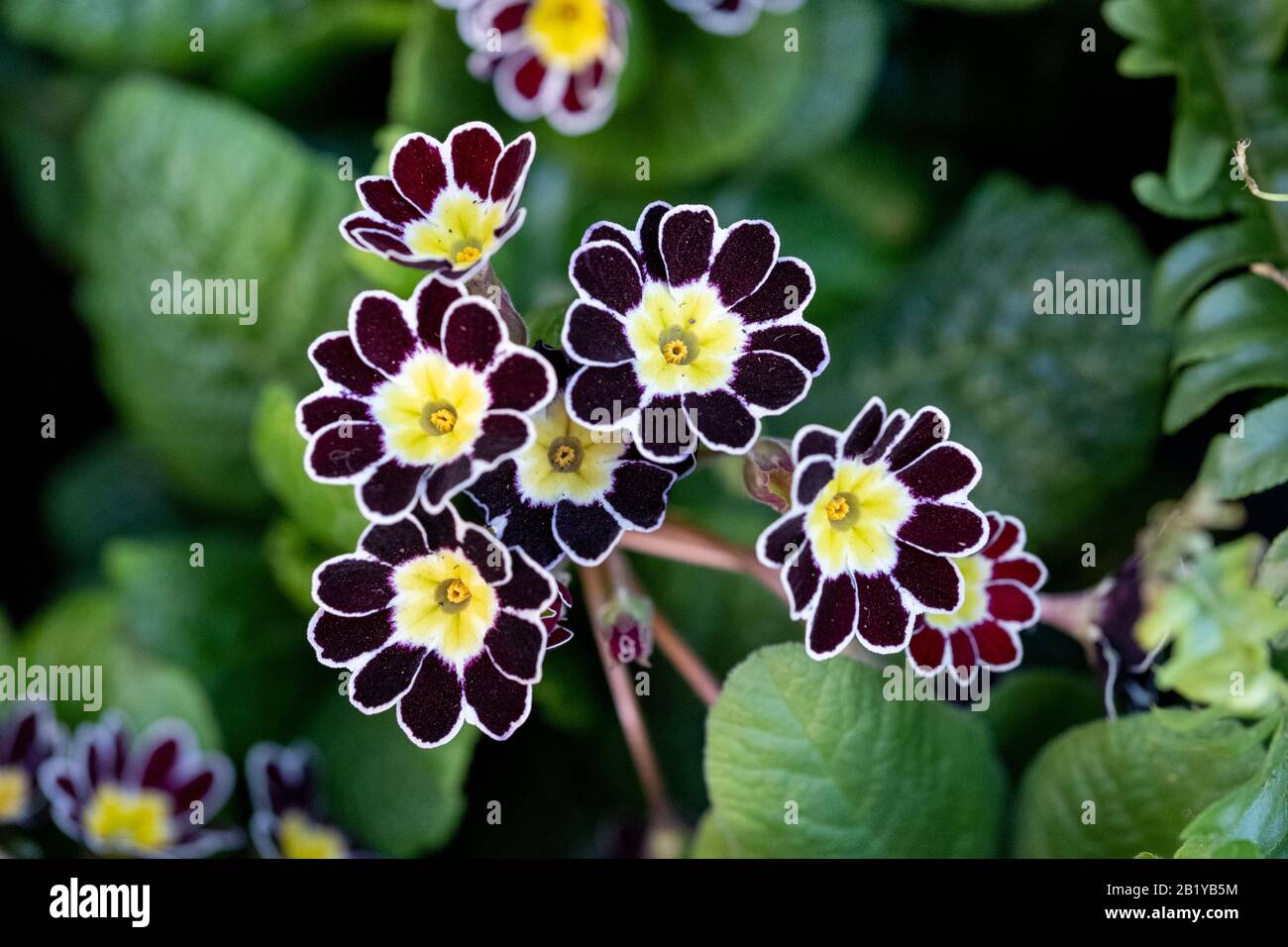 Silver Lace High Resolution Stock Photography and Images - Alamy