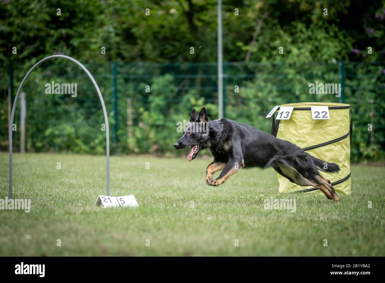 Dog at hoopers parcour Stock Photo