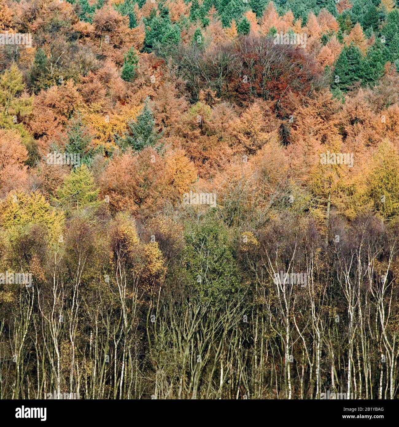 Mixed deciduous and coniferous forests hires stock photography and