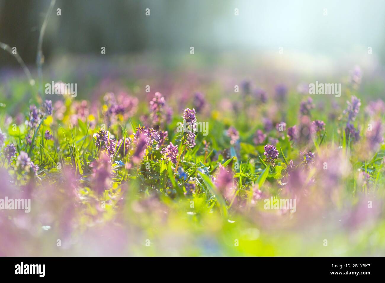 Beautiful woodland landscapes. Spring flowers In the forest Stock Photo ...