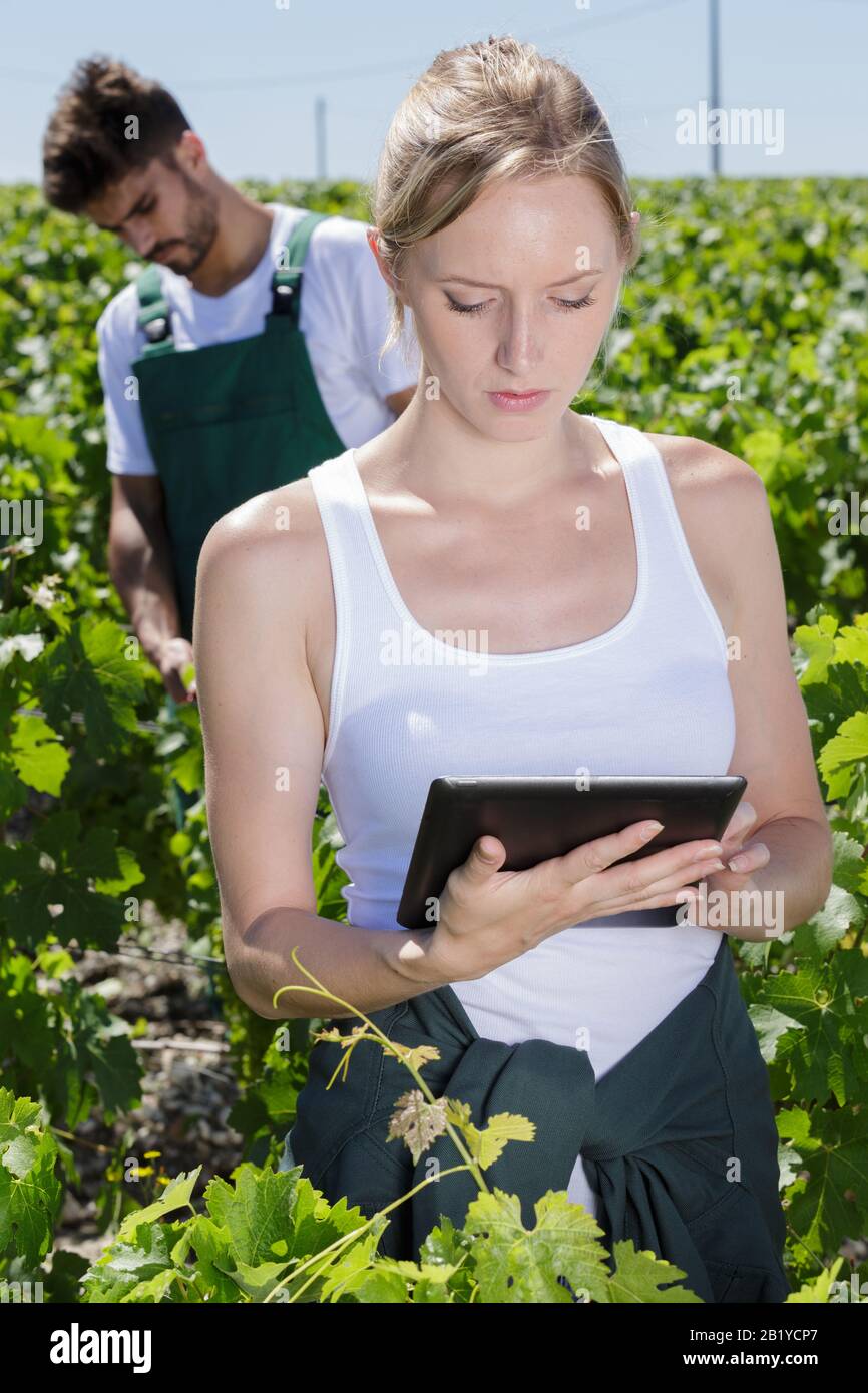 woman using tablet pc in vineyard Stock Photo