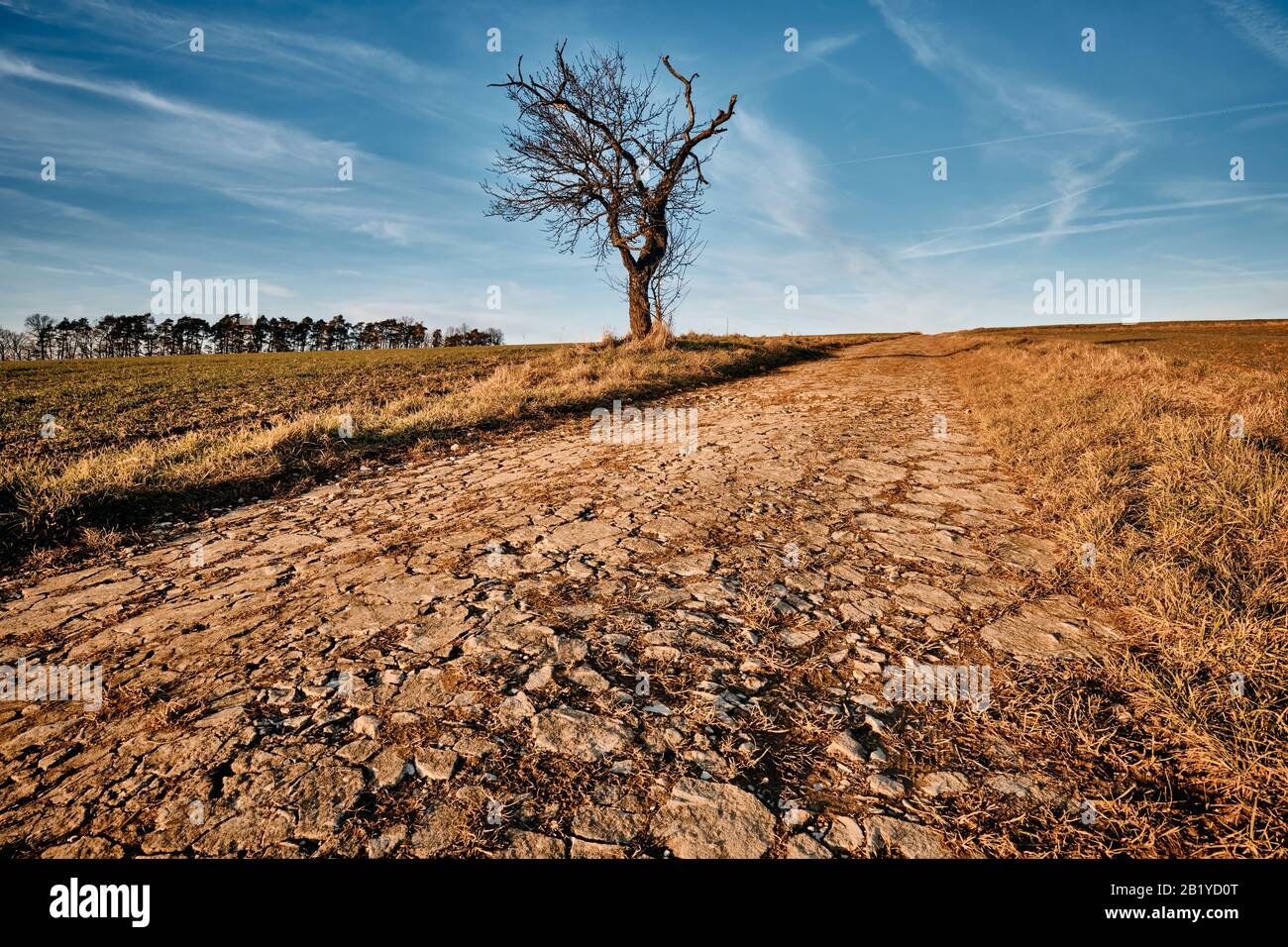 Beautiful Franconian countryside landscape with gravel road and lonely bare tree in front of blue sky and agricultural fields. Seen in Franconia / Bav Stock Photo