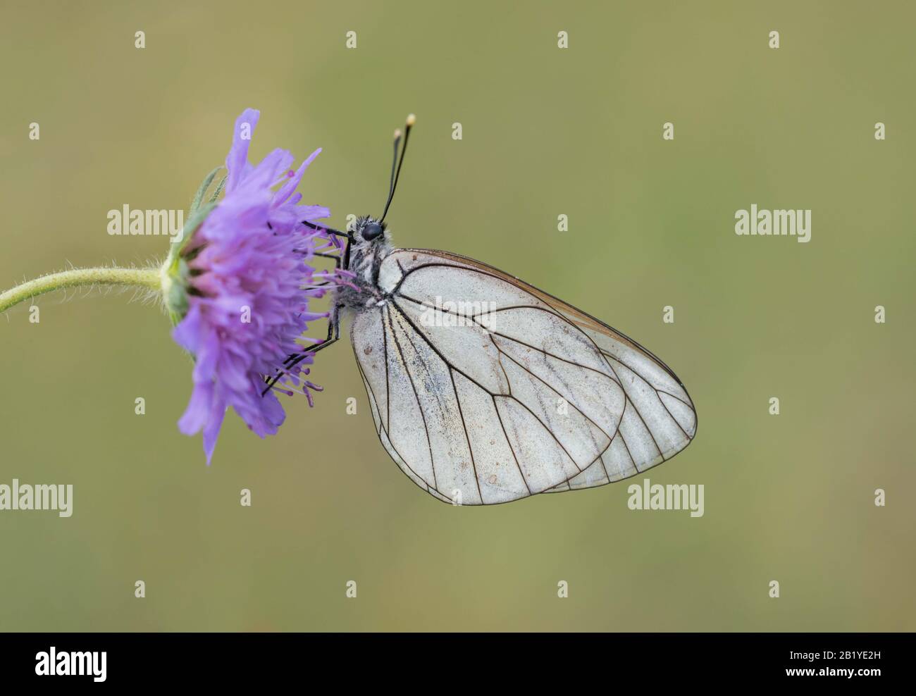 A Black-veined White butterfly (Aporia crataegi) roosting on a flowerhead. Taken early in the morning in a dewy meadow in Dordogne, Southern France. Stock Photo