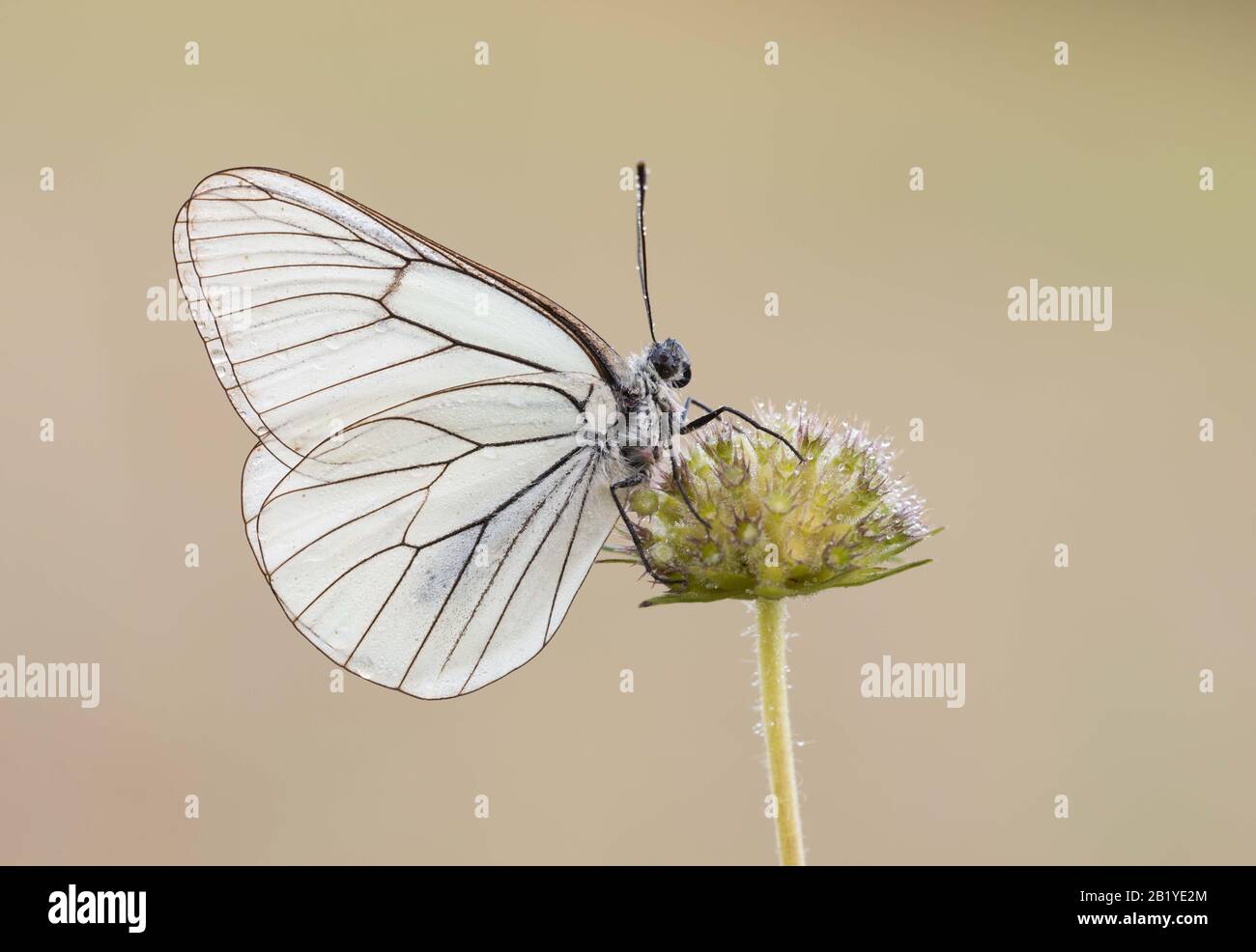 A Black-veined White butterfly (Aporia crataegi) roosting on a flowerhead. Taken early in the morning in a dewy meadow in Dordogne, Southern France. Stock Photo