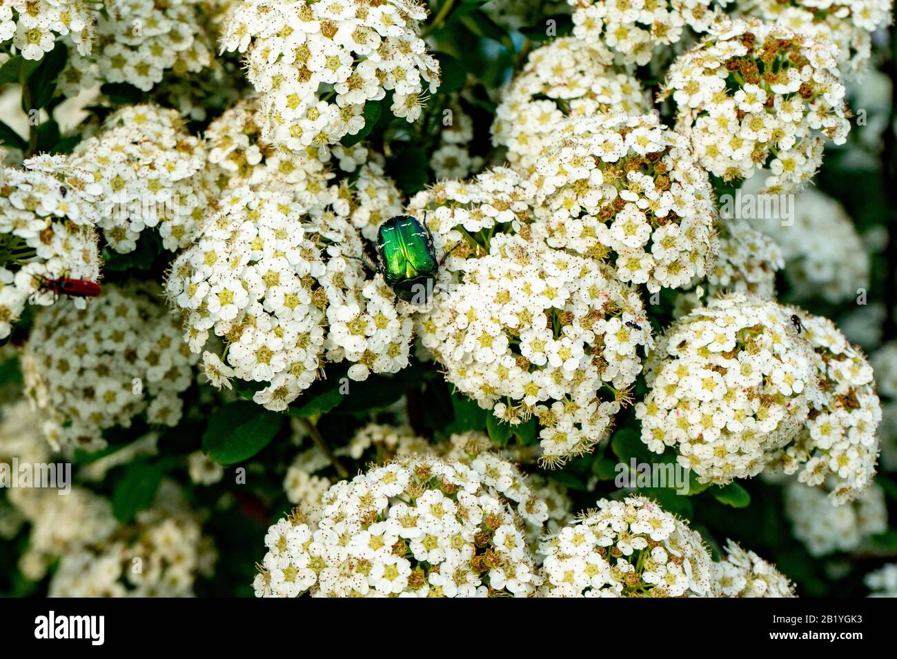 Blooming spirea or meadowsweet. Branches with white flowers. Beetle Eats Nectar. Stock Photo