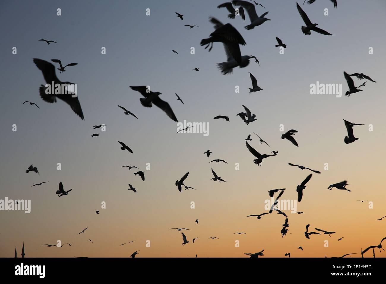 A gulls in flight. Sunset. Istanbul. Turkey. Stock Photo