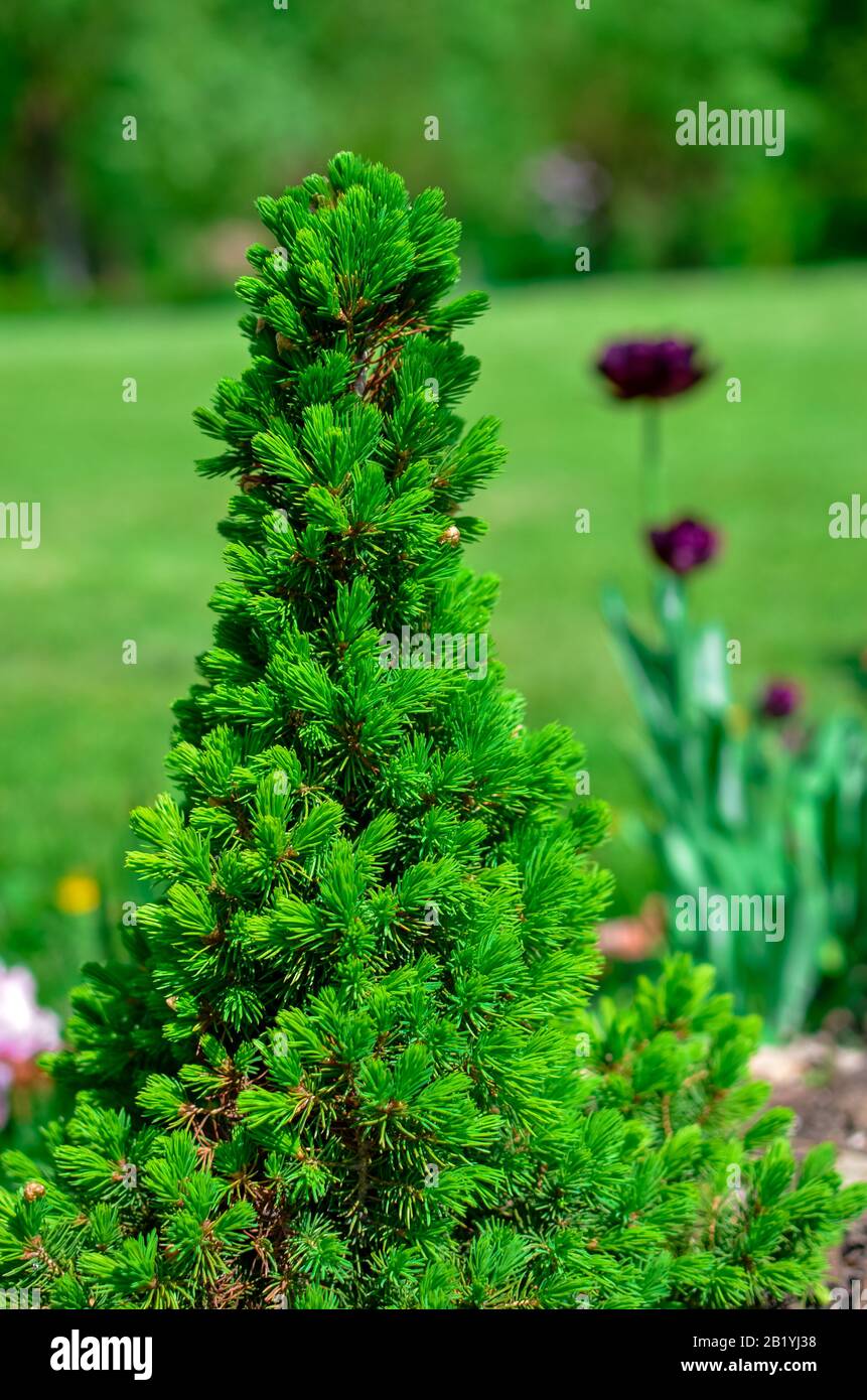 Canadian spruce conic, beautiful green tree close-up Stock Photo