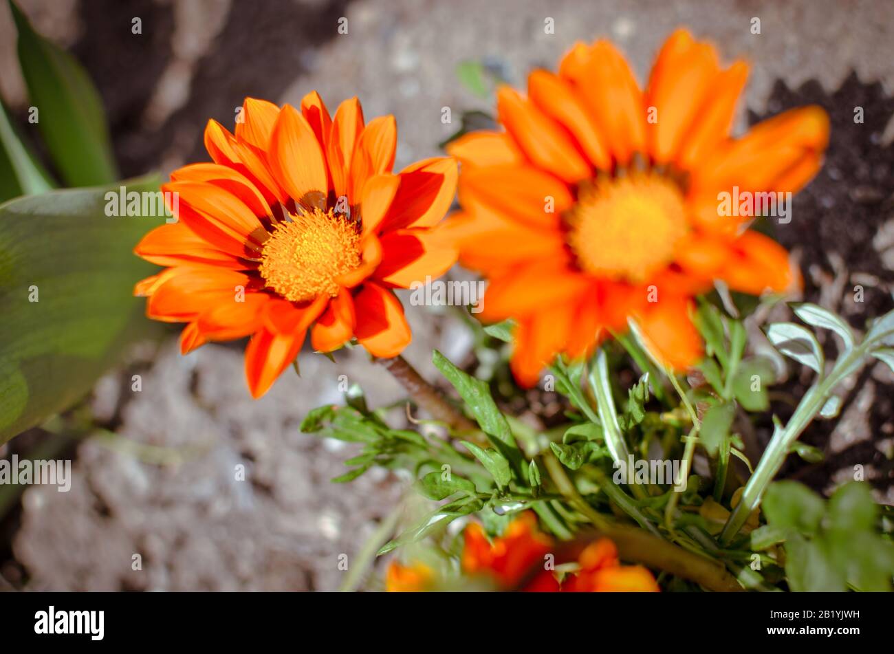 Orange petals backdrop hi-res stock photography and images - Alamy