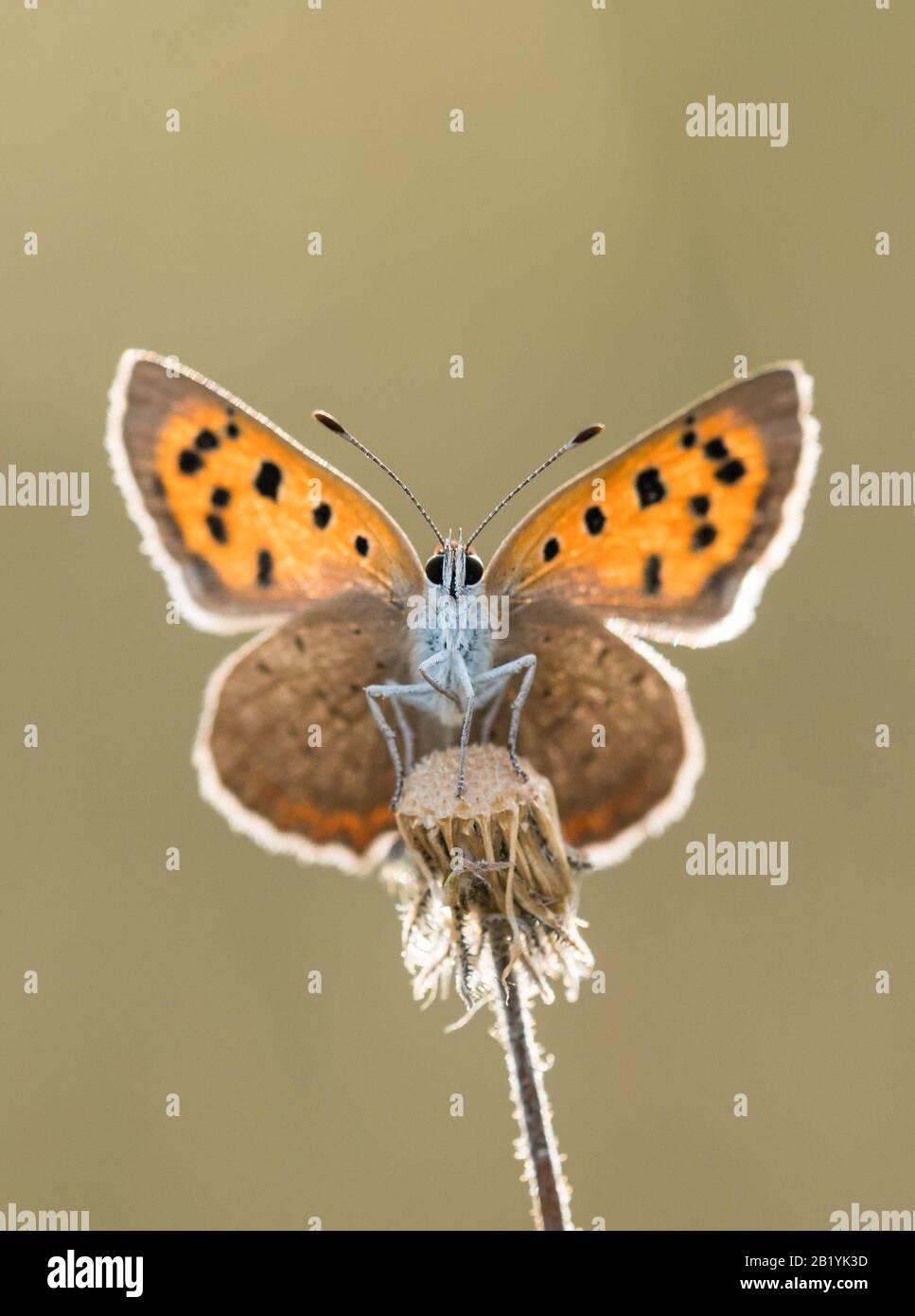 A Small Copper butterfly (Lycaena phlaeas) at rest of a plant in front of a clean background Stock Photo
