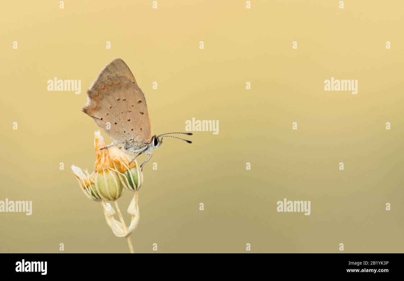 A Small Copper butterfly (Lycaena phlaeas) at rest of a plant in front of a clean background Stock Photo