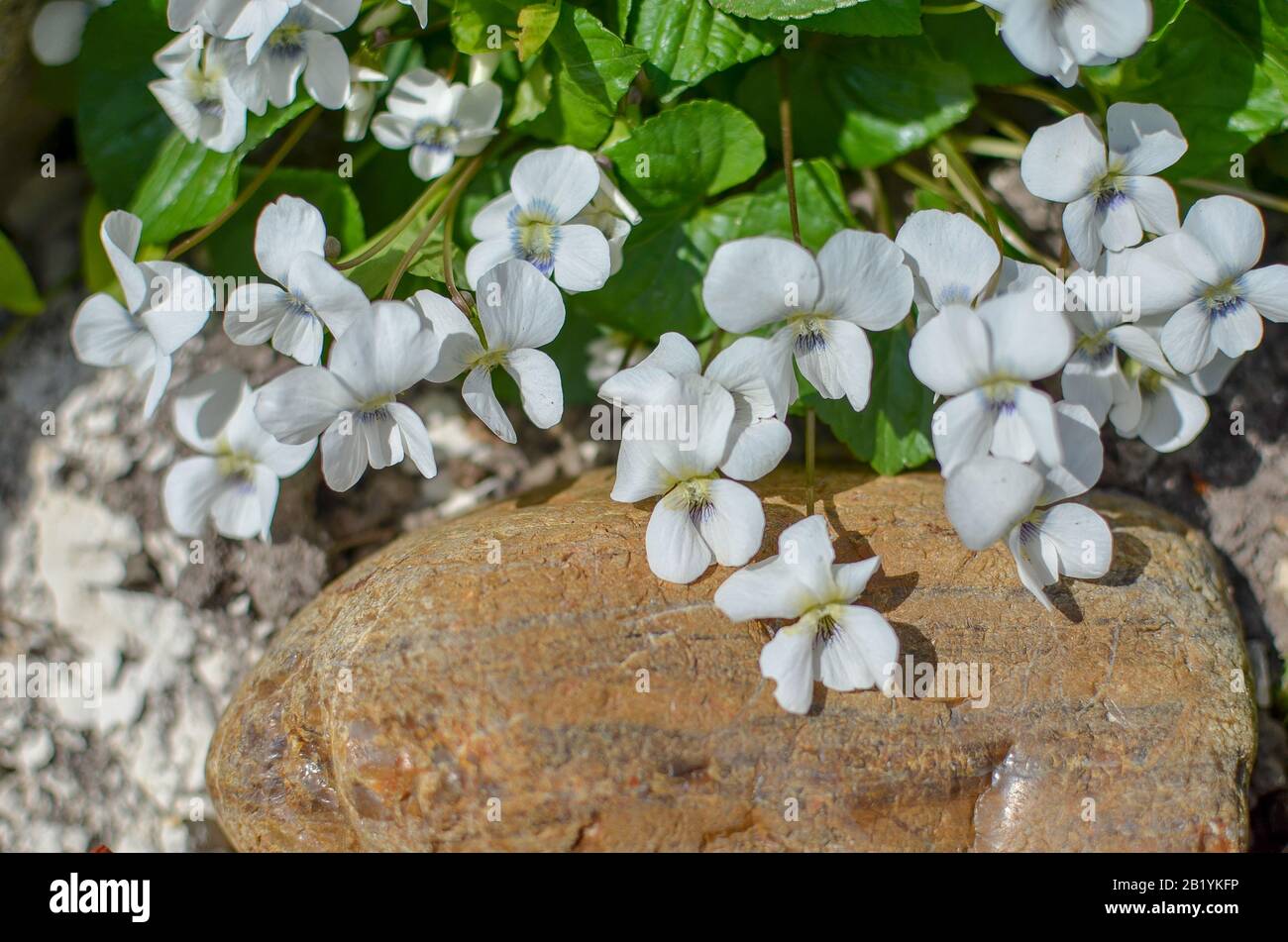 White viola odorata flowers growing between stones Stock Photo