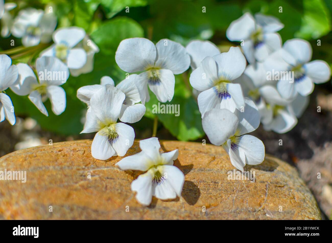 White viola odorata flowers growing between stones Stock Photo