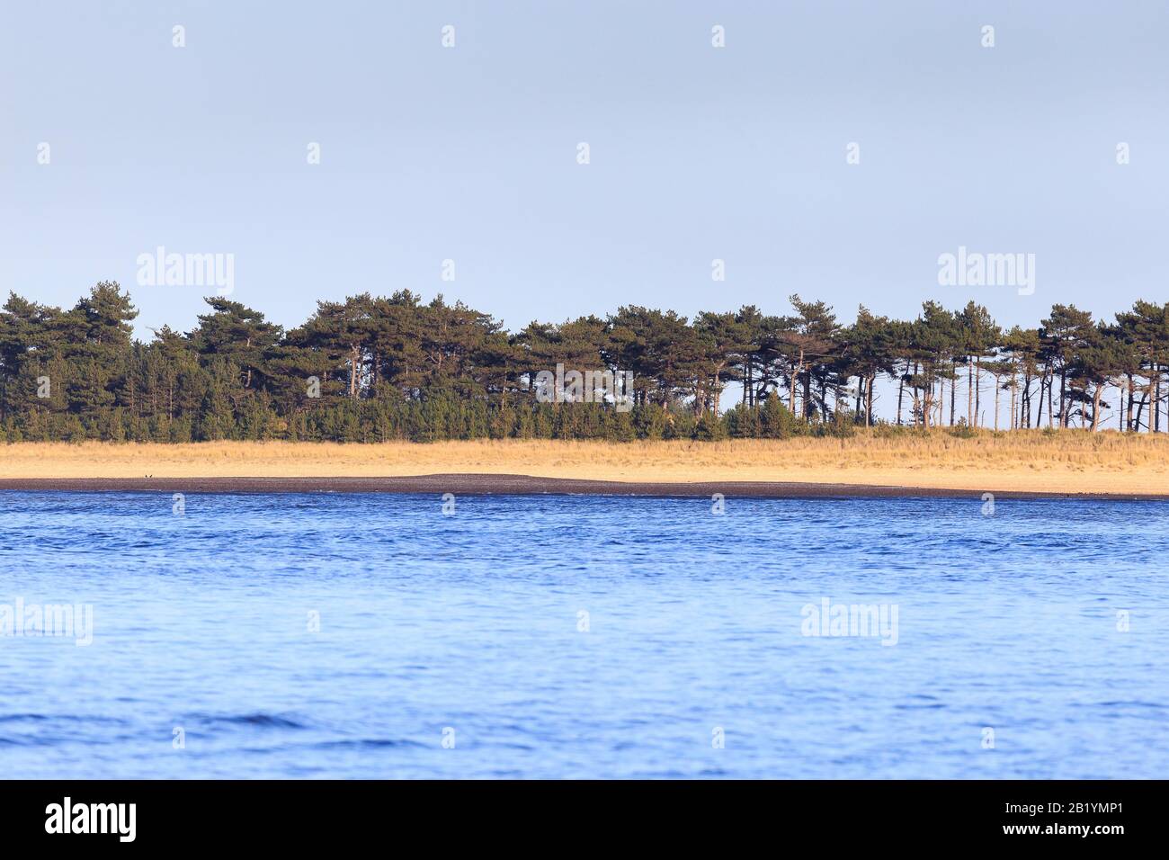 Blue water, yellow sand, and dark green pines. The main channel in flood at Wells-next-the-Sea, Norfolk. Stock Photo
