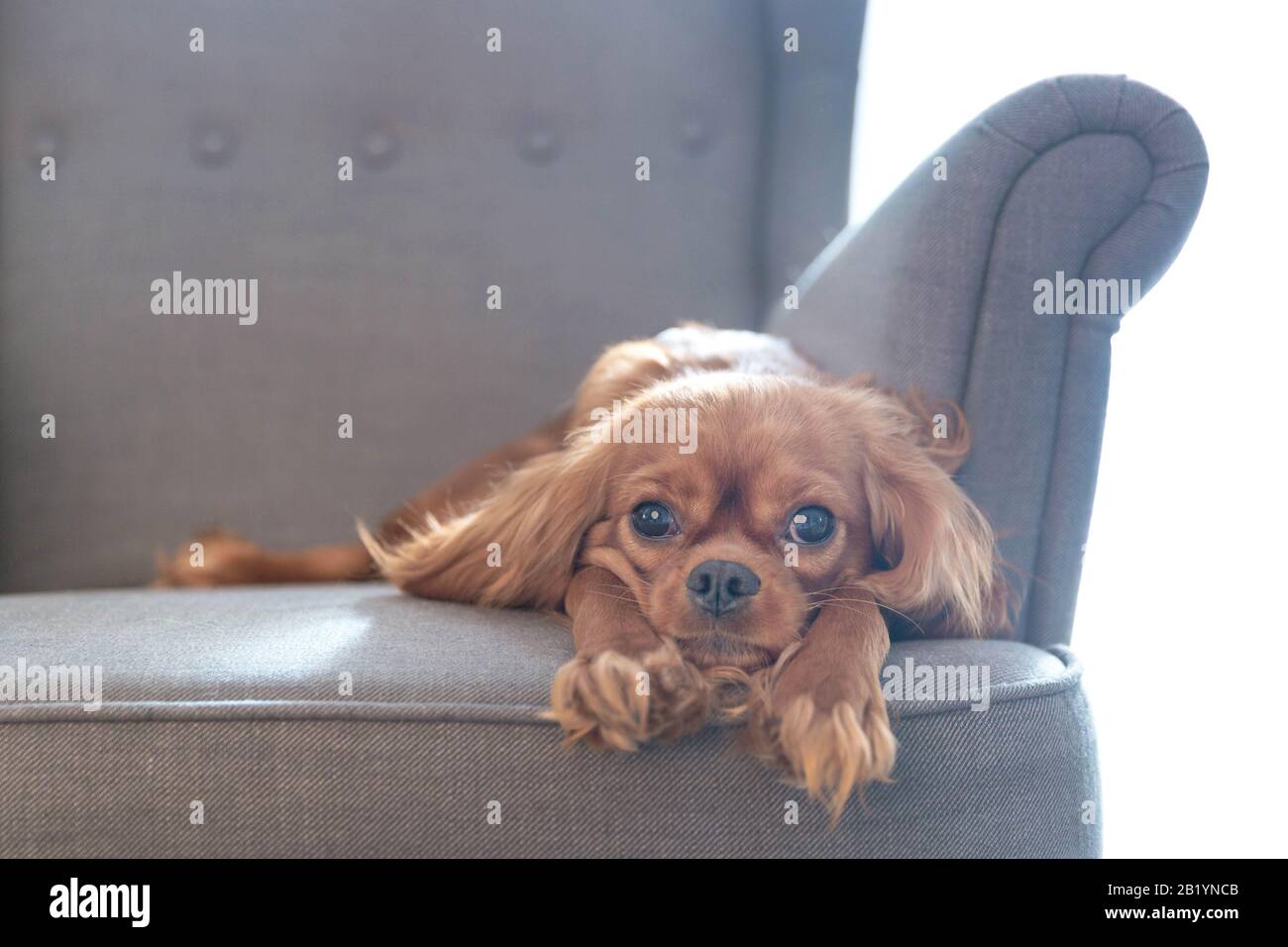 Cute dog relaxing on the armchair Stock Photo