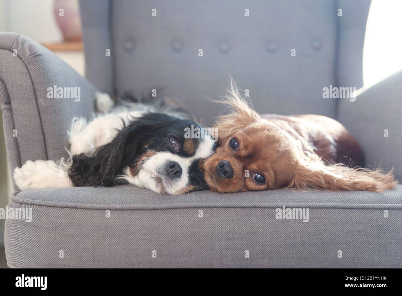 Two cute dogs resting together on the armchair Stock Photo