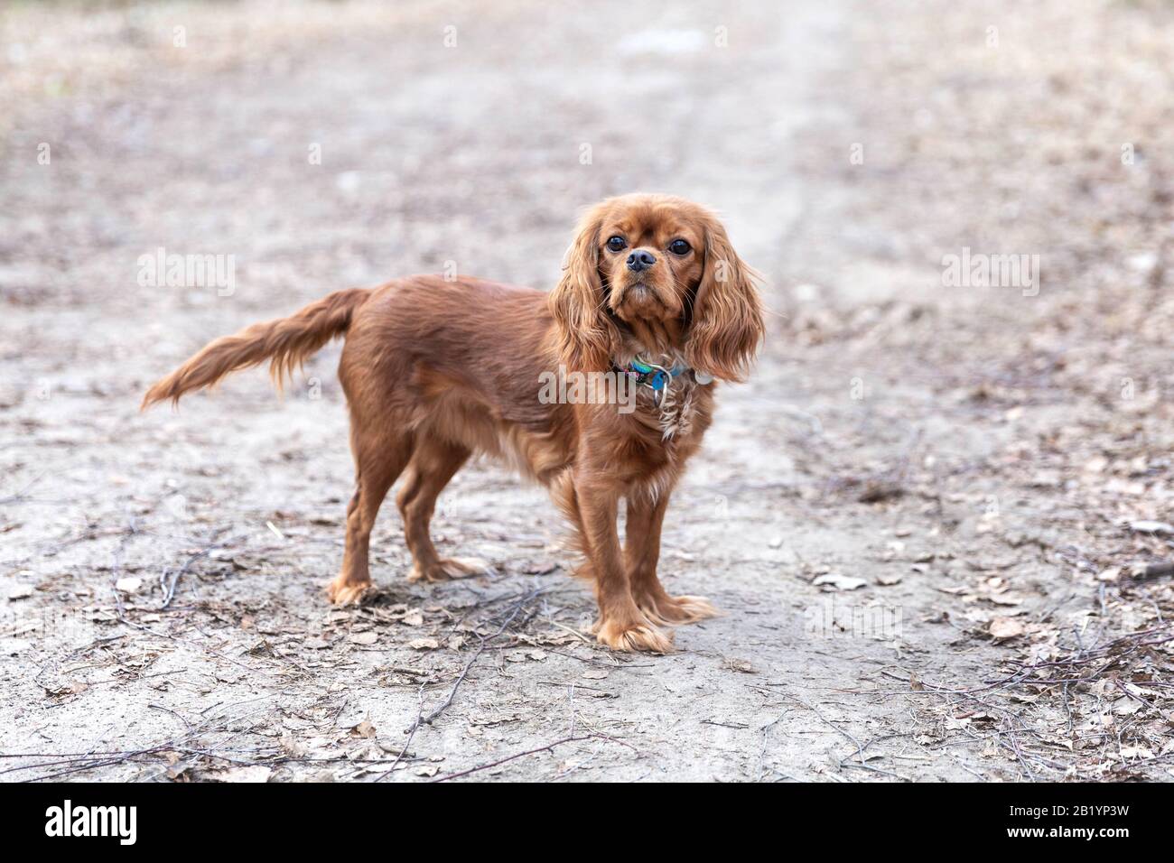 Dog, cavalier spaniel standig on a path Stock Photo