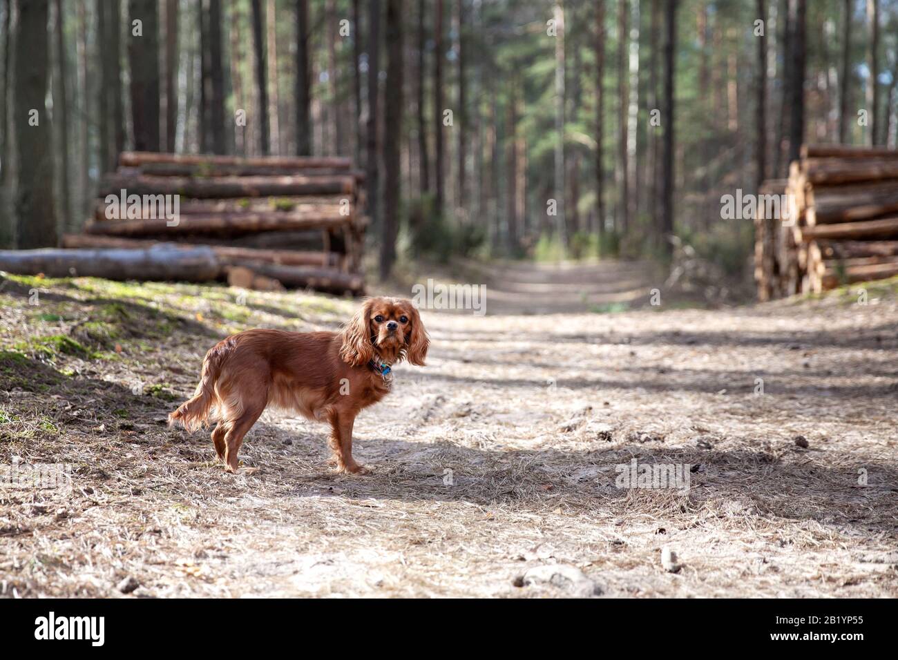 Dog, cavalier spaniel,  on a walk in the forest Stock Photo