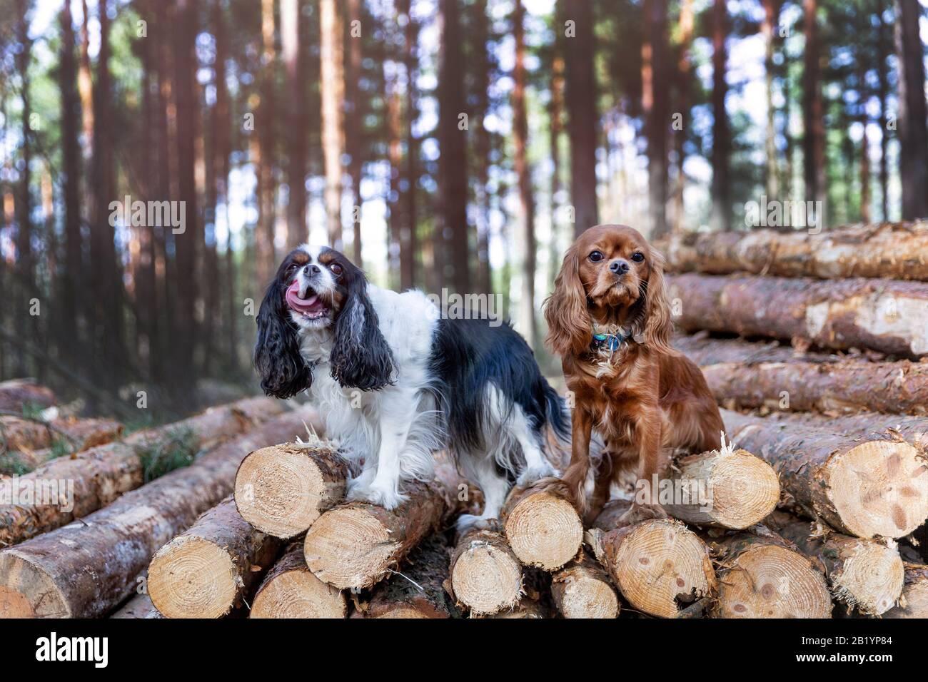 Two dogs on the walk in the forest Stock Photo