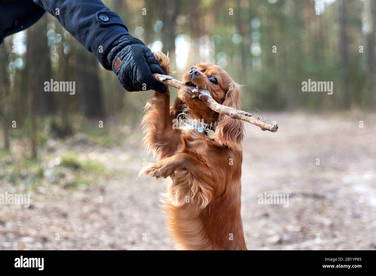 Funny dog playing with wooden stick in the forest Stock Photo