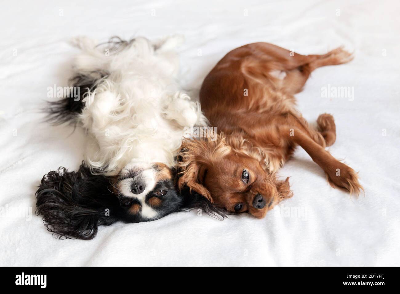 Two happy dogs in funny sleeping position Stock Photo