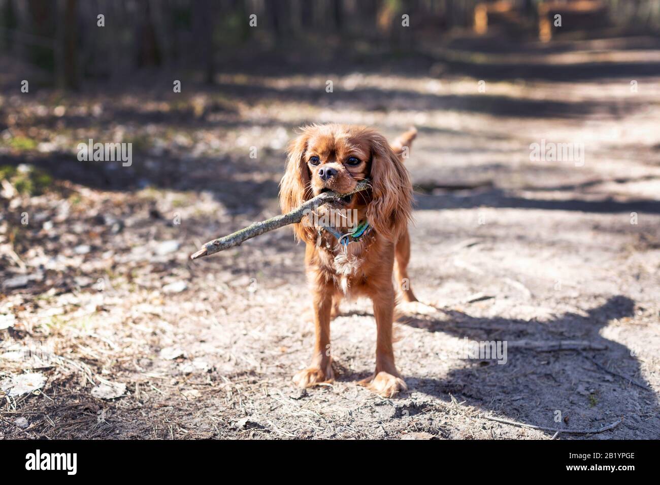 Playful brown dog with stick in mouth Stock Photo