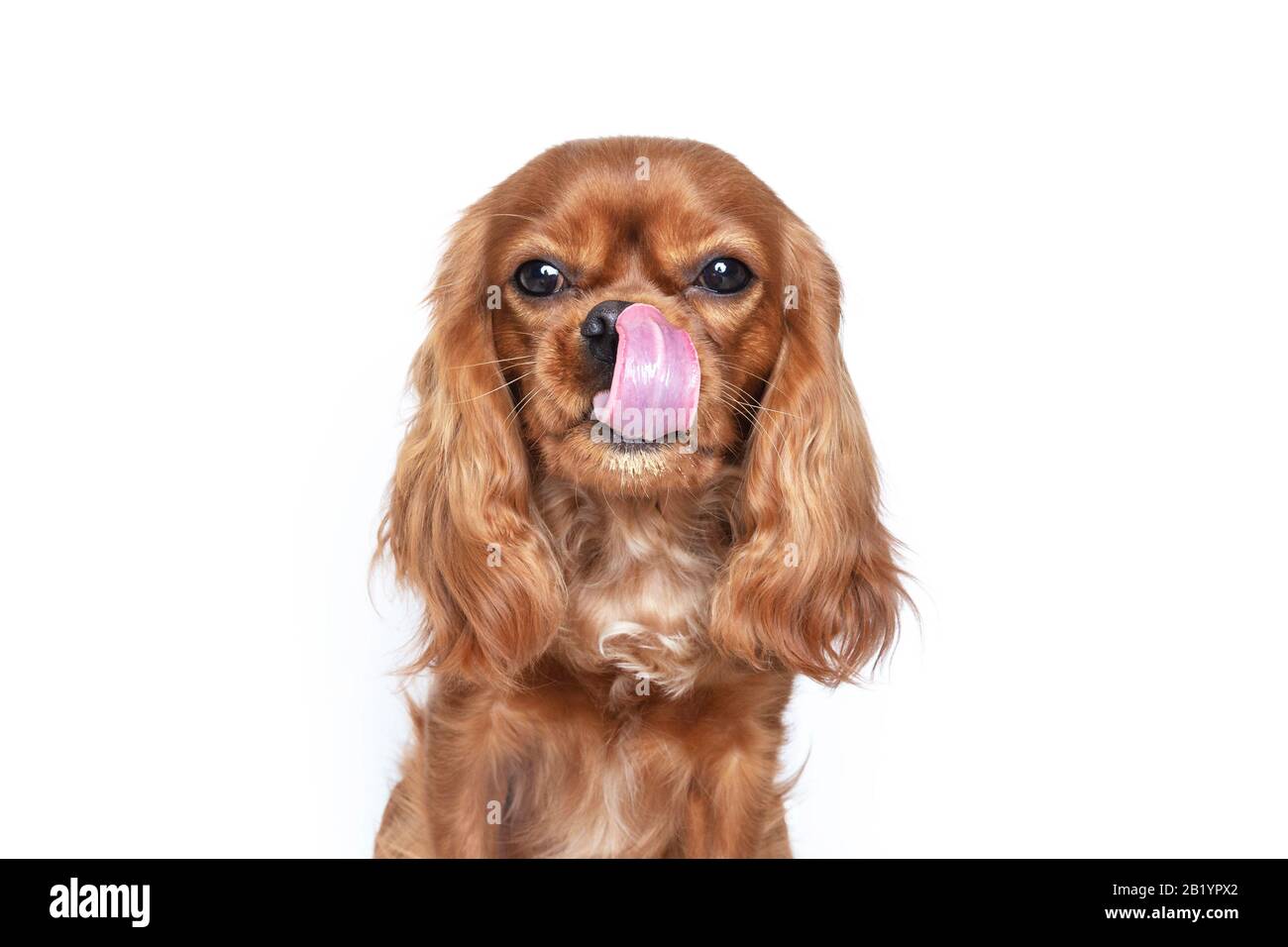Portrait of cute dog with tongue out isolated on white background Stock Photo