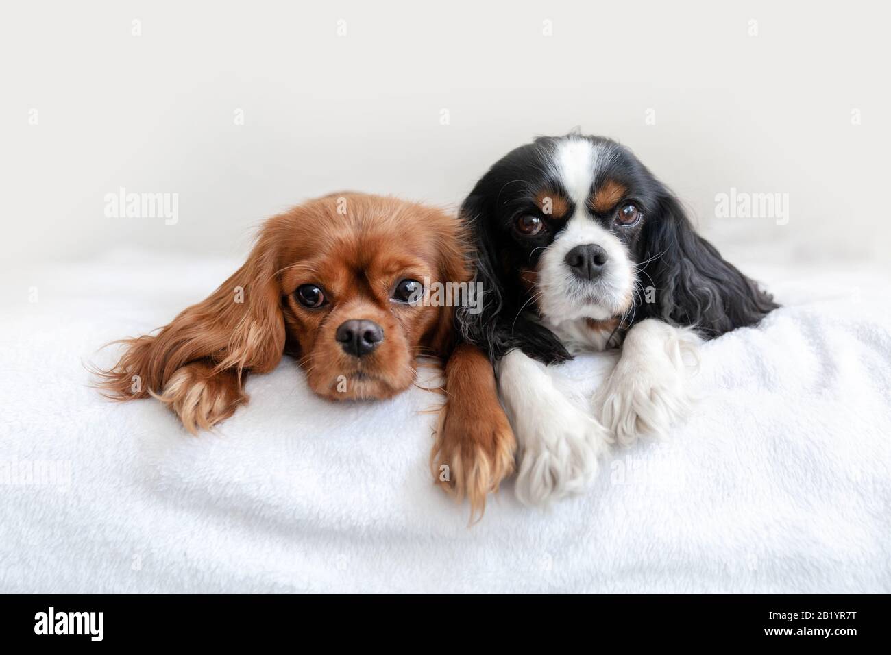 Two cute dogs lying together on the bed Stock Photo - Alamy