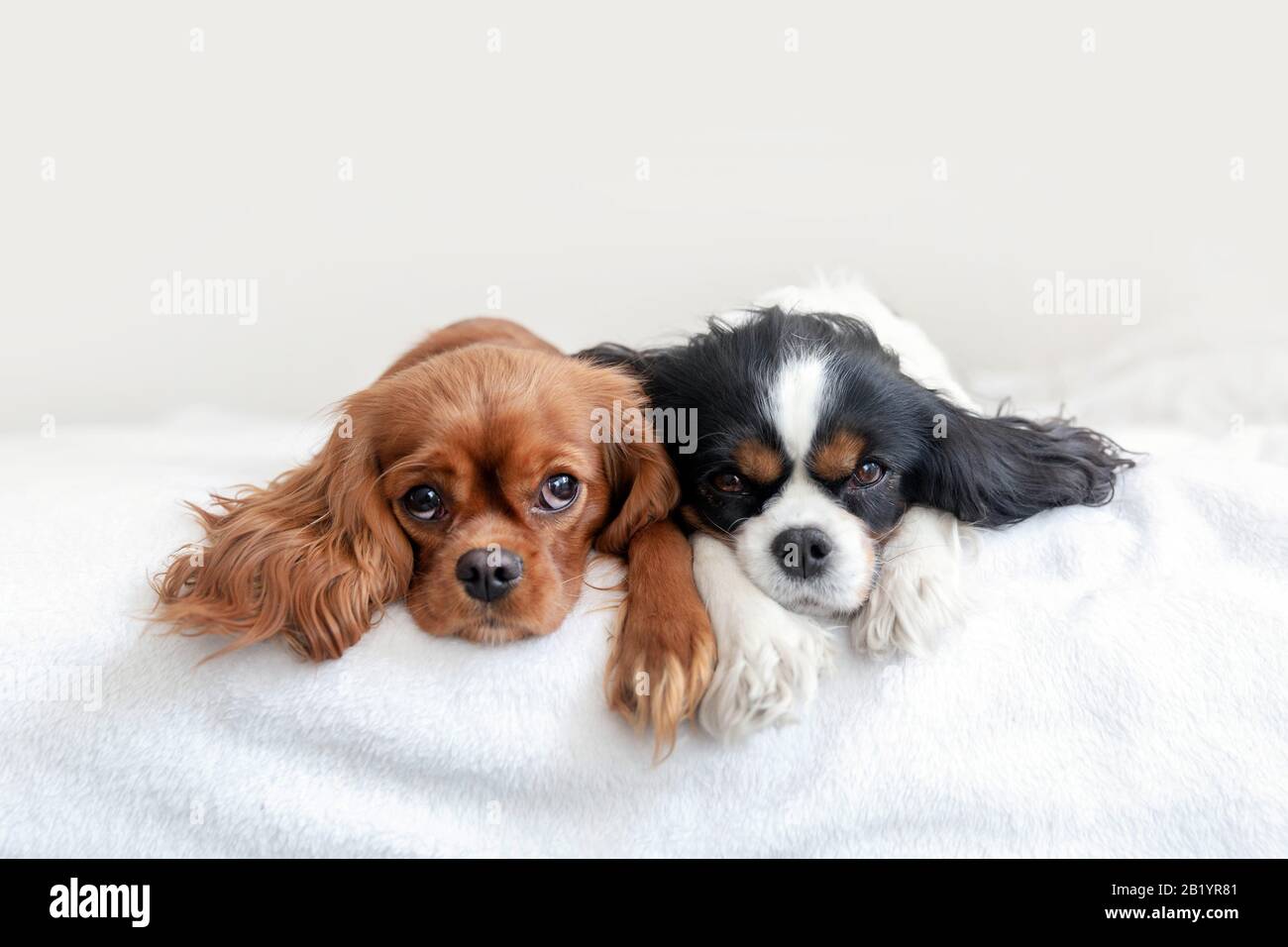 Two cute dogs lying together on the bed Stock Photo - Alamy