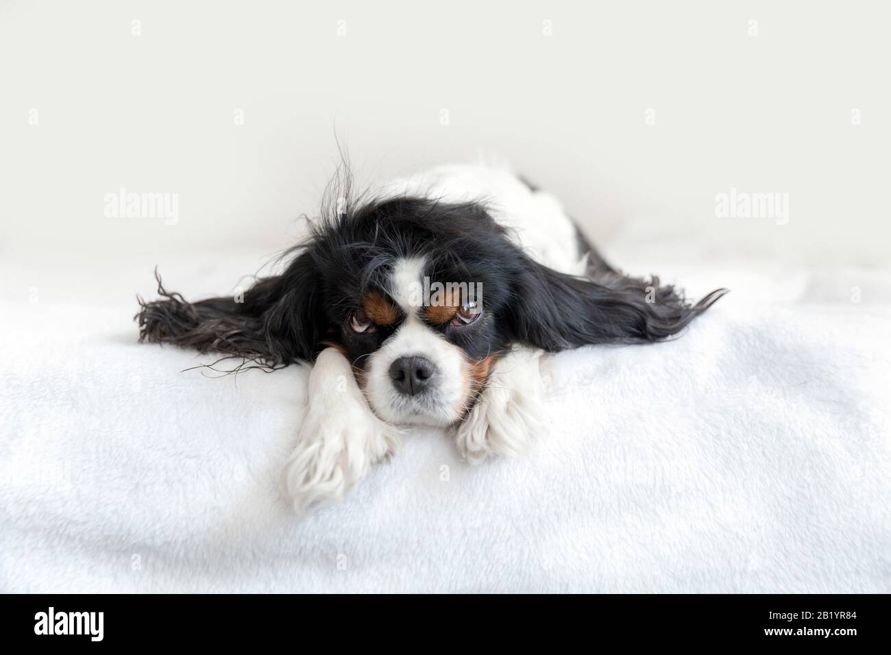 Portrait of a funny dog lying on the bed Stock Photo