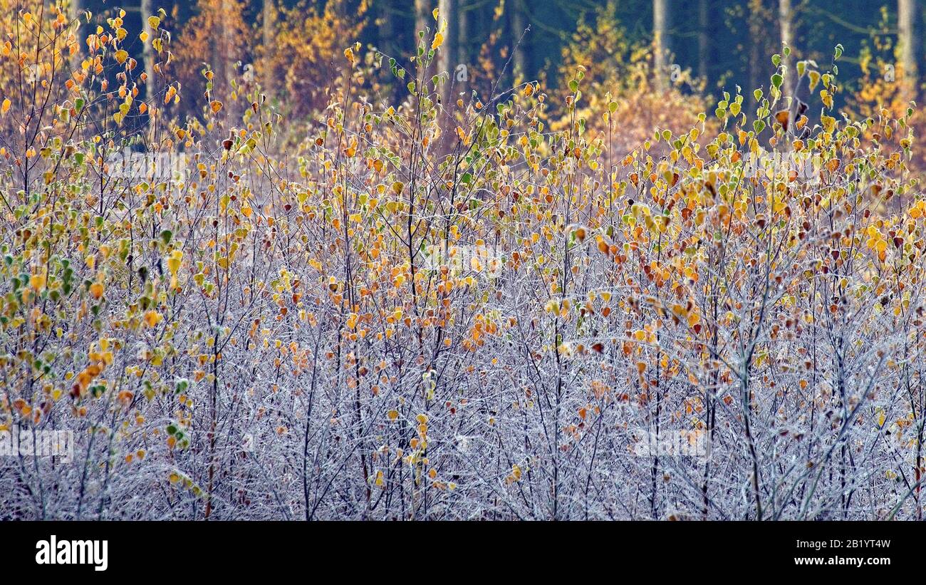 Autumn deciduous woodland containing many Birch trees in the beautiful forests and woodlands of Cannock Chase an Area of Outstanding Natural Beauty, s Stock Photo