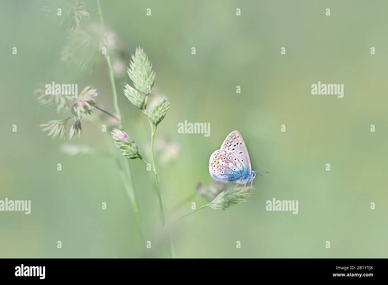 Common blue, Polyommatus icarus sitting on the grass Stock Photo