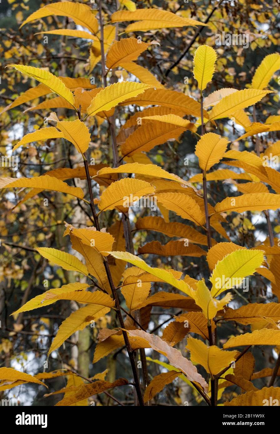 Young sapling Hornbeam tree with beautiful clustered backlit leaves of yellow and gold in Autumn on Cannock Chase Stock Photo
