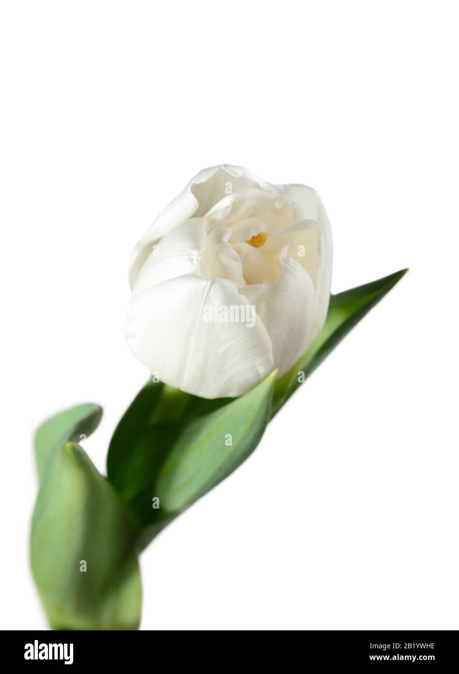 White. Close up of beautiful fresh tulip isolated on white background ...