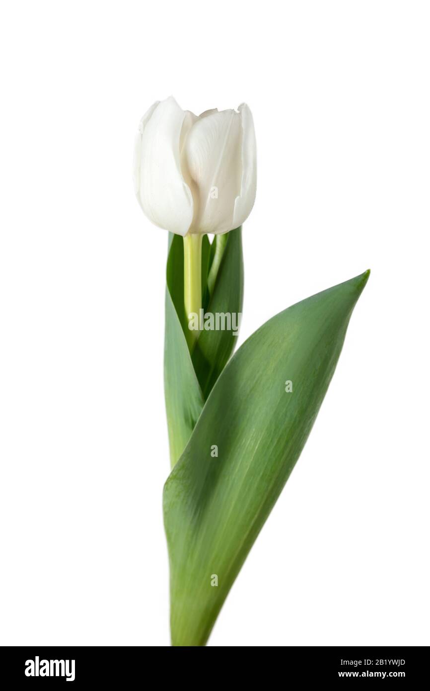 White. Close up of beautiful fresh tulip isolated on white background ...