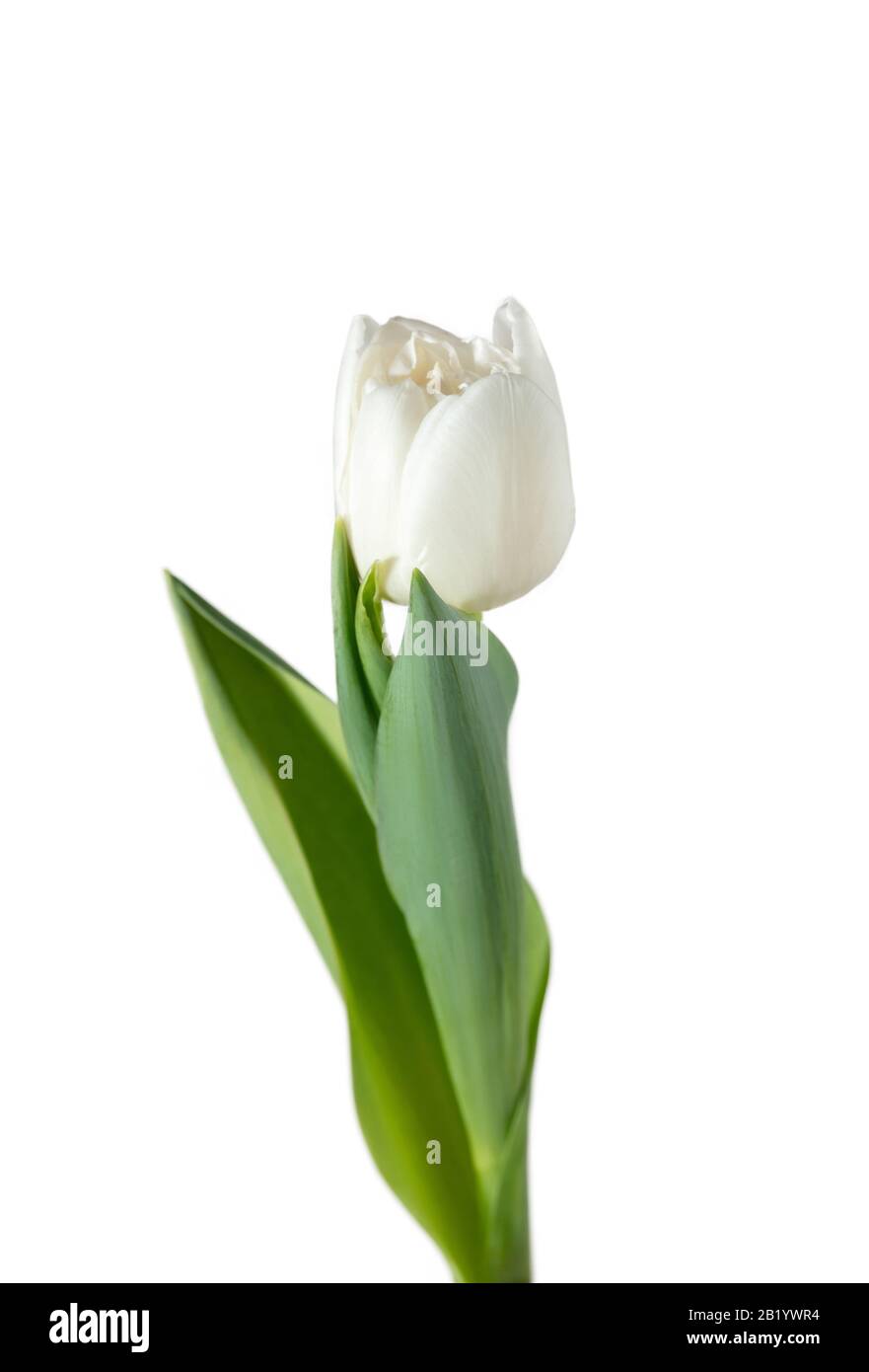 White. Close up of beautiful fresh tulip isolated on white background ...
