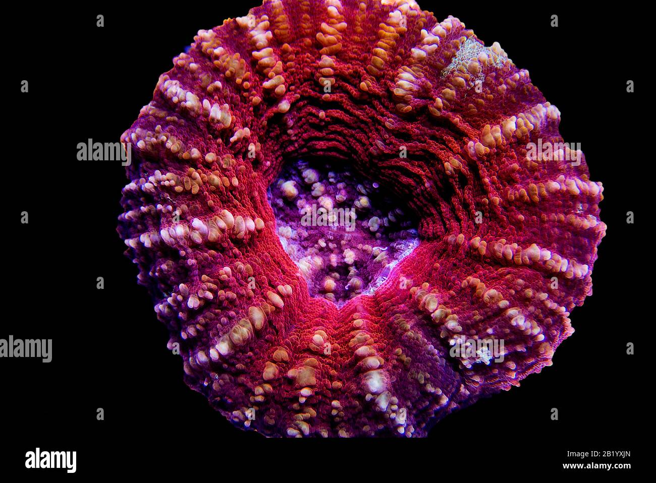 Scolymia wellsii LPS coral on black background Stock Photo