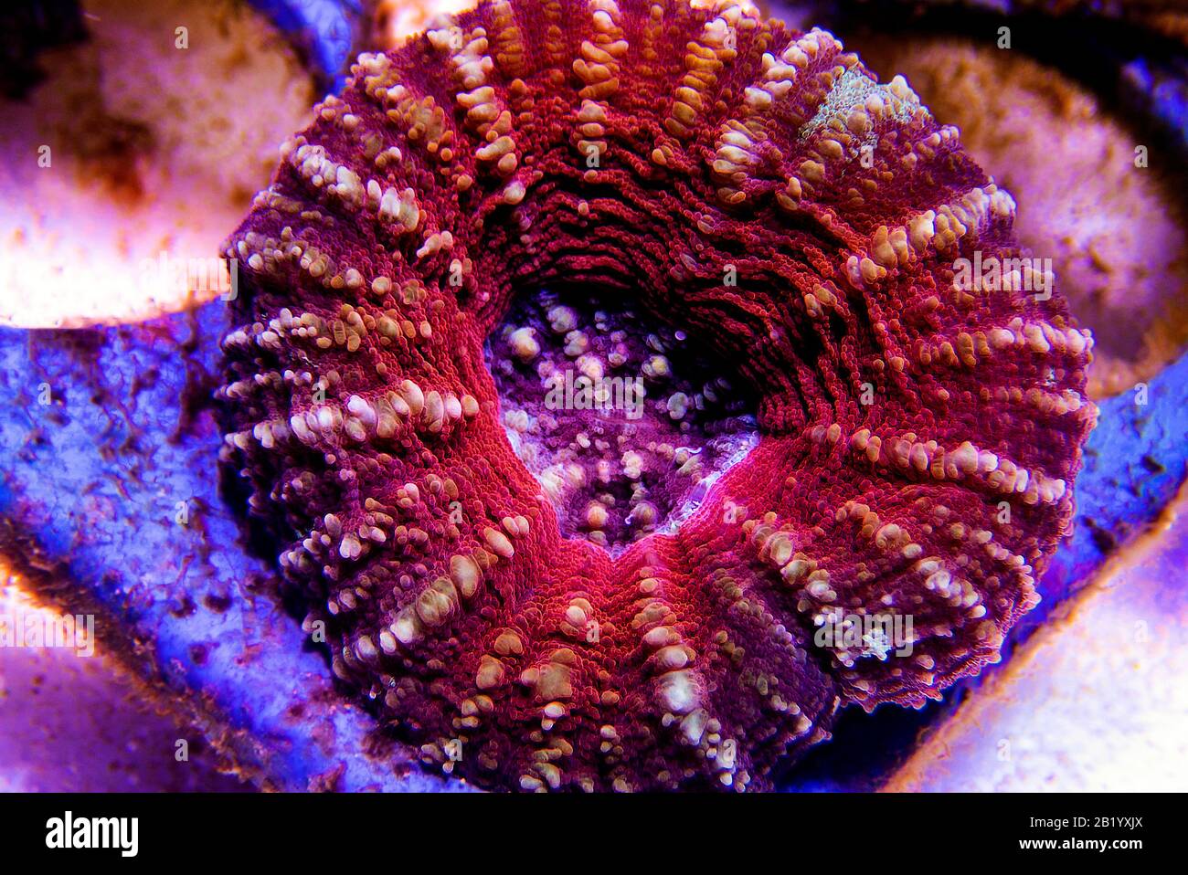 Scolymia wellsii LPS coral on black background Stock Photo